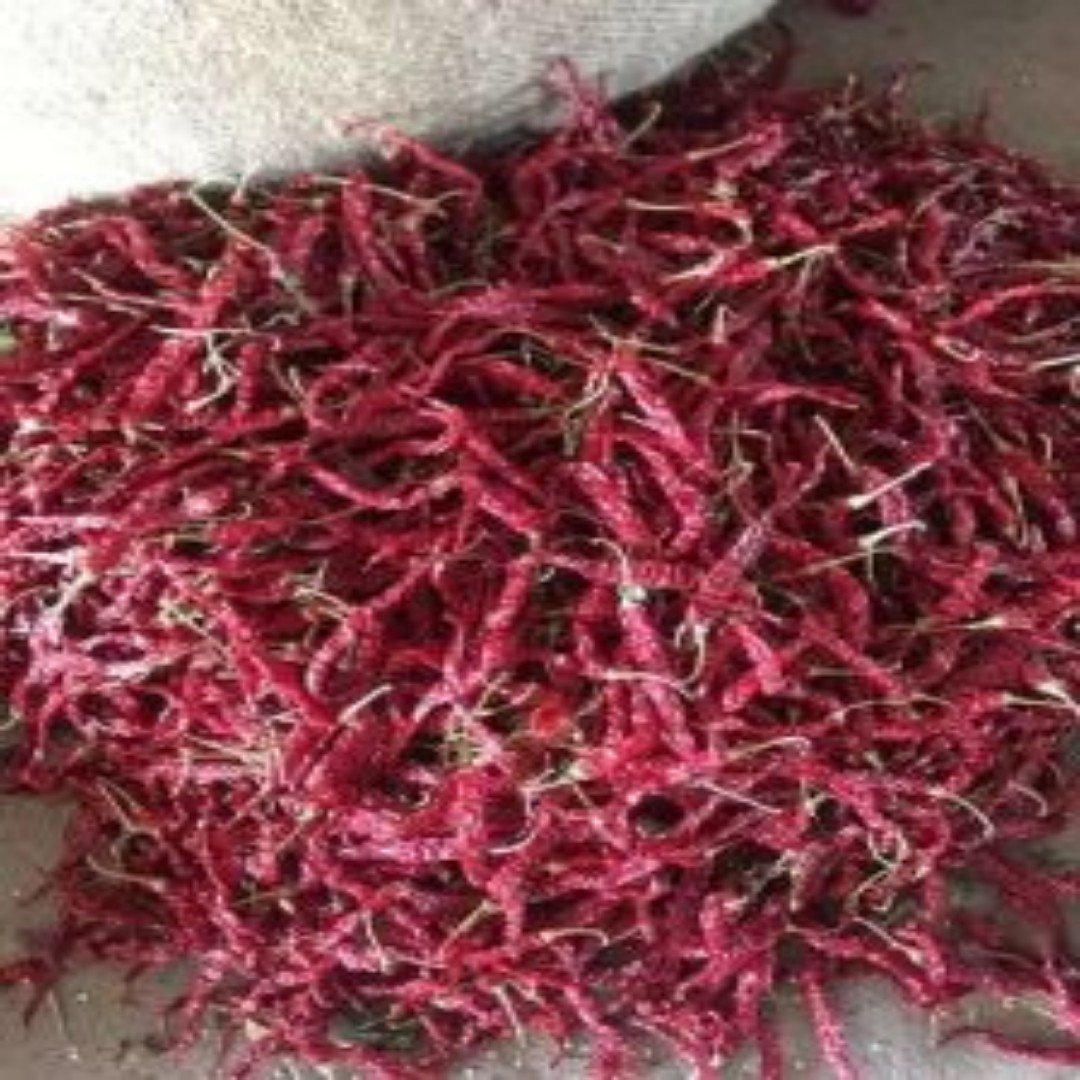 Syngenta 2043 Hybrid Dry Red Chilli